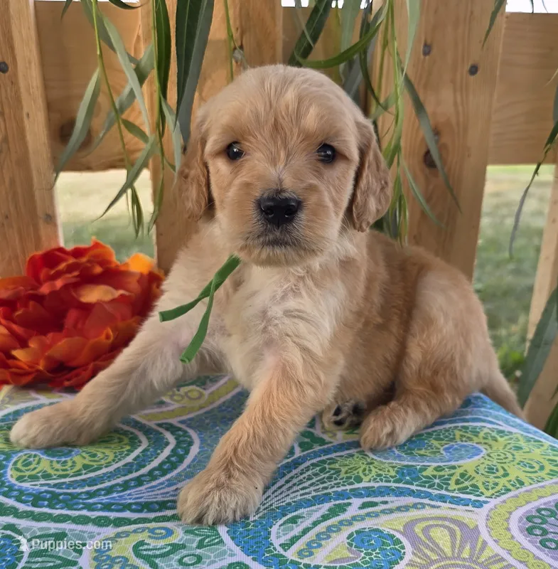 Trucker – Goldendoodle puppy for sale in Woodburn, IN
