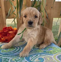 Trucker, a male Goldendoodle for sale in Woodburn, IN – 1 of 4