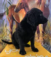Alfredo , a male Goldendoodle for sale in Woodburn, IN – 7 of 7