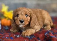 Pecan, a male Cavapoo for sale in Woodburn, IN – 2 of 4