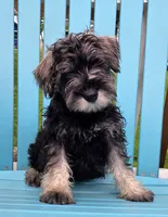 Alvin, a male Miniature Schnauzer for sale in Woodburn, IN – 3 of 4