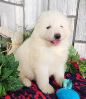 Cloud, a male Samoyed for sale in Woodburn, IN – Photo 2 of 4