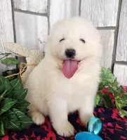Cloud, a male Samoyed for sale in Woodburn, IN – Photo 3 of 4