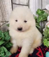 Cloud, a male Samoyed for sale in Woodburn, IN – Photo 4 of 4