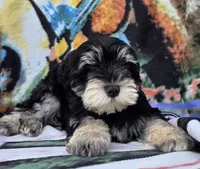 Cooper, a male Miniature Schnauzer for sale in Woodburn, IN – 5 of 5