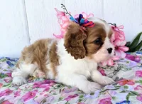 Summer, a female Cavalier King Charles Spaniel for sale in Woodburn, IN – 3 of 4