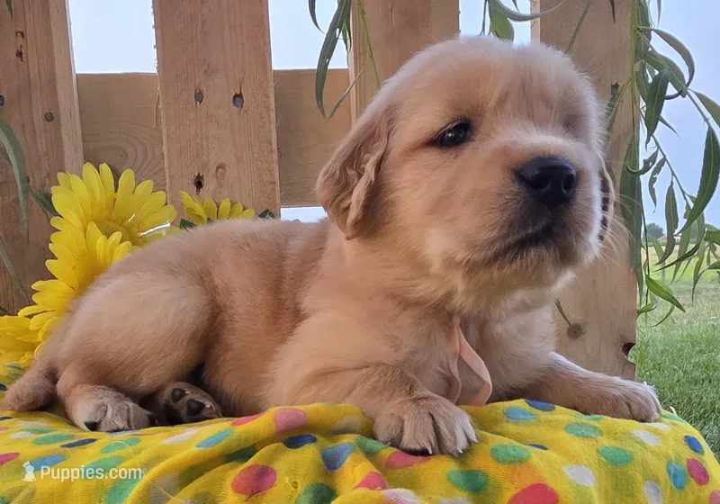 Daisy  – Golden Retriever puppy for sale in Woodburn, IN