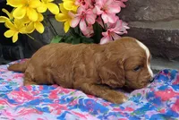 Elaine , a female Cavapoo for sale in Woodburn, IN – 3 of 3