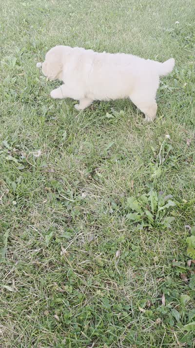 Tank, a male Golden Retriever for sale in Woodburn, IN – 5 of 5