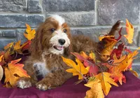 Kassidy, a female Cavapoo for sale in Woodburn, IN – 2 of 3