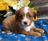 Ethan , a male Cavapoo for sale in Woodburn, IN – 3 of 4