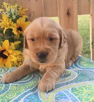 Tucker, a male Golden Retriever for sale in Woodburn, IN – 3 of 3