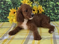 Elaine, a female Cavapoo for sale in Woodburn, IN – 3 of 3