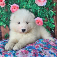 Valerie, a female Samoyed for sale in Woodburn, IN – Photo 3 of 4