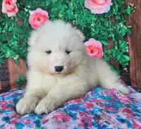 Valerie, a female Samoyed for sale in Woodburn, IN – Photo 3 of 4