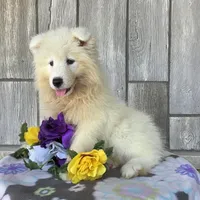 Valerie, a female Samoyed for sale in Woodburn, IN – Photo 1 of 4