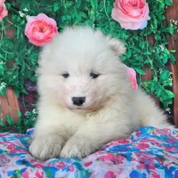 Valerie, a female Samoyed for sale in Woodburn, IN – Photo 2 of 4