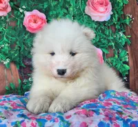Valerie, a female Samoyed for sale in Woodburn, IN – Photo 2 of 4