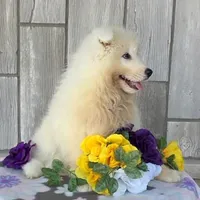 Valerie, a female Samoyed for sale in Woodburn, IN – Photo 4 of 4