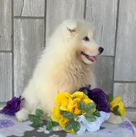 Valerie, a female Samoyed for sale in Woodburn, IN – Photo 4 of 4