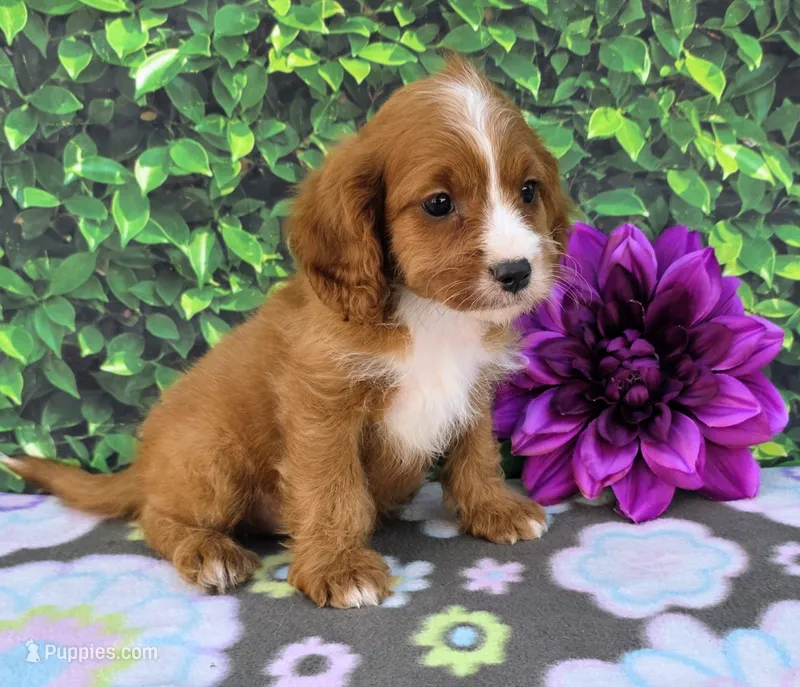 Karina – Cavapoo puppy for sale in Woodburn, IN
