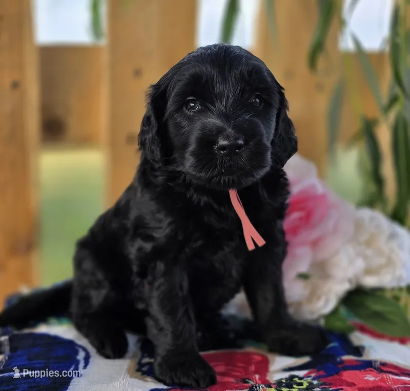 Willow  – Goldendoodle puppy for sale in Woodburn, IN