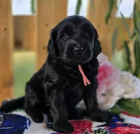 Willow , a female Goldendoodle for sale in Woodburn, IN – 1 of 4