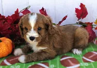 Russet, a male Cavapoo for sale in Woodburn, IN – 4 of 5