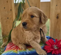 Cash, a male Goldendoodle for sale in Woodburn, IN – 2 of 4