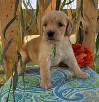 Trucker, a male Goldendoodle for sale in Woodburn, IN – 3 of 4