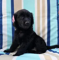 Arrow, a female Goldendoodle for sale in Woodburn, IN – Photo 3 of 4
