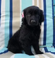 Arrow, a female Goldendoodle for sale in Woodburn, IN – Photo 1 of 4