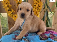 Alfredo , a male Goldendoodle for sale in Woodburn, IN – 2 of 4