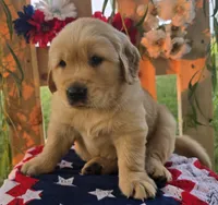 Casper , a male Golden Retriever for sale in Woodburn, IN – 4 of 4