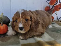 Maple, a male Cavapoo for sale in Woodburn, IN – 4 of 4