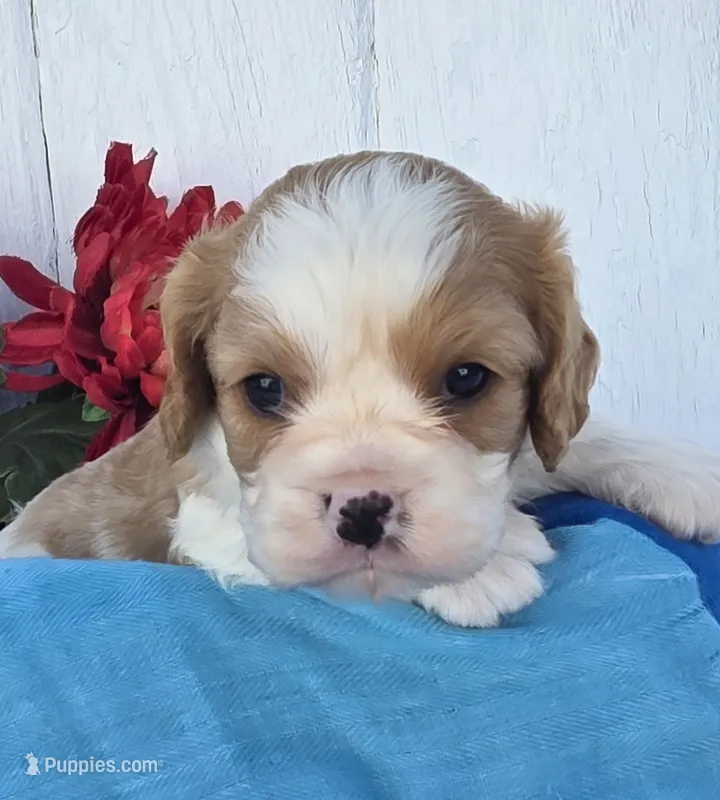 Solly – Cavalier King Charles Spaniel puppy for sale in Woodburn, IN