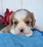 Solly, a male Cavalier King Charles Spaniel for sale in Woodburn, IN – 1 of 5