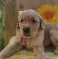 Paisy, a female Golden Retriever for sale in Woodburn, IN – 2 of 4
