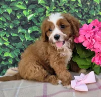 Krystal , a female Cavapoo for sale in Woodburn, IN – 2 of 4