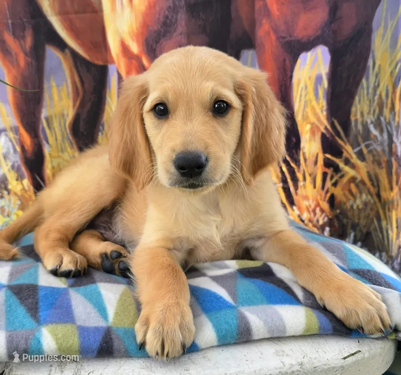 Mochie  – Goldendoodle puppy for sale in Woodburn, IN