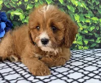 Korbin, a male Cavapoo for sale in Woodburn, IN – 3 of 3