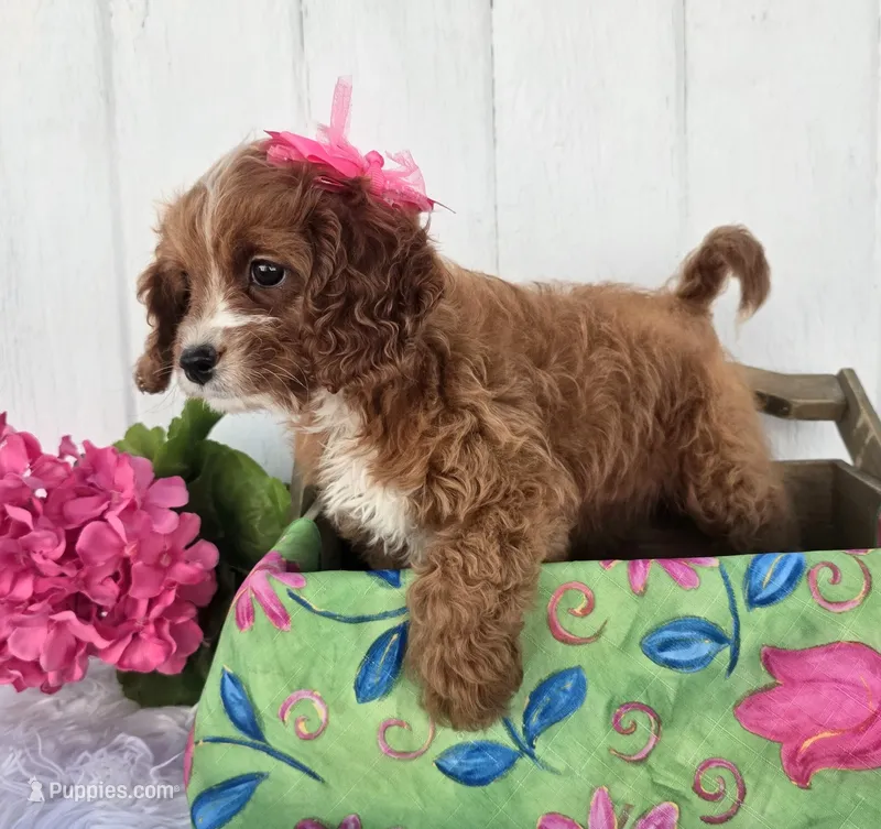 Elsa  – Cavapoo puppy for sale in Woodburn, IN