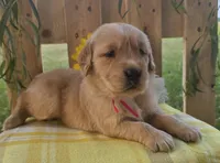 Paisy, a female Golden Retriever for sale in Woodburn, IN – 4 of 4