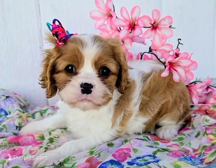 Summer – Cavalier King Charles Spaniel puppy for sale in Woodburn, IN