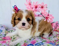 Summer, a female Cavalier King Charles Spaniel for sale in Woodburn, IN – 1 of 4