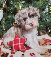 Frosty, a male Miniature Schnauzer for sale in Woodburn, IN – Photo 5 of 5