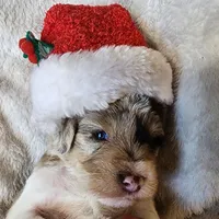 Frosty, a male Miniature Schnauzer for sale in Woodburn, IN – Photo 2 of 5