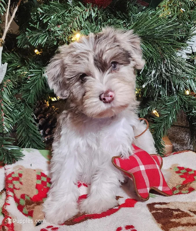 Frosty, a male Miniature Schnauzer for sale in Woodburn, IN – Photo 1 of 5