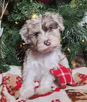 Frosty, a male Miniature Schnauzer for sale in Woodburn, IN – Photo 1 of 5