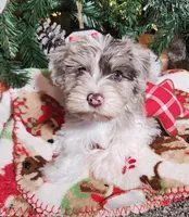 Frosty, a male Miniature Schnauzer for sale in Woodburn, IN – Photo 4 of 5